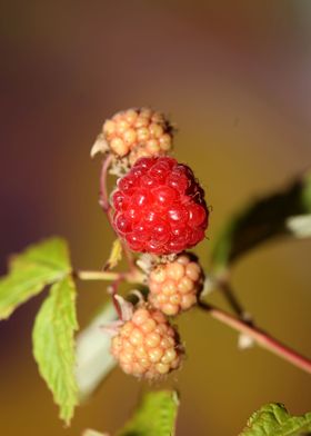 Red berry macro background