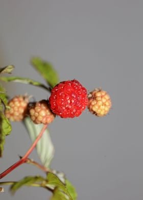 Red wild berry fruit macro