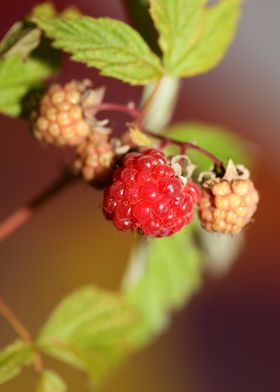 Rubus red fruit close up