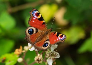 Colorful Peacock butterfly