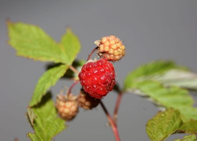 Red wild berry fruit macro