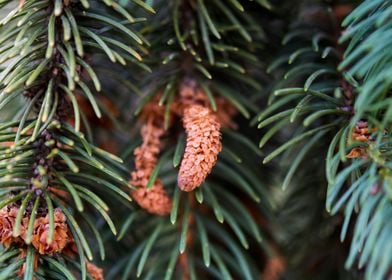 Young fir cones