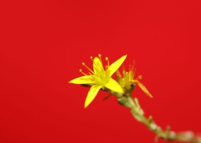 Yellow flower blossoming