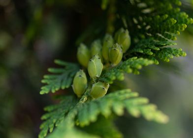 Young fir cones