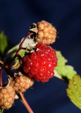 Red berry macro background