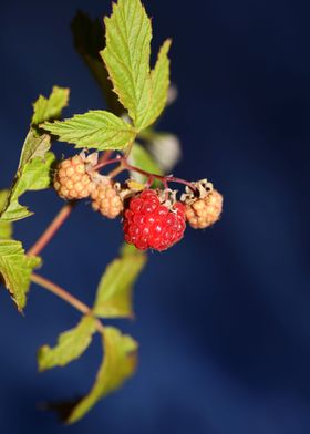 Wild berry fruit close up