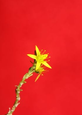 Yellow flower blossoming