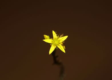 Yellow star flower blossom