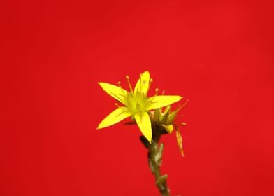 Yellow star flower blossom