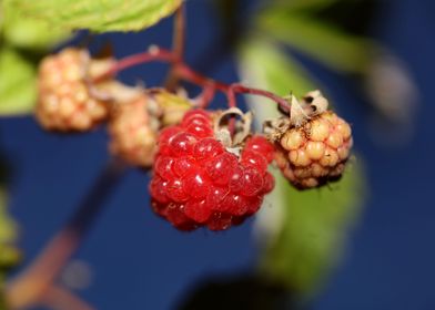 Rubus red fruit close up