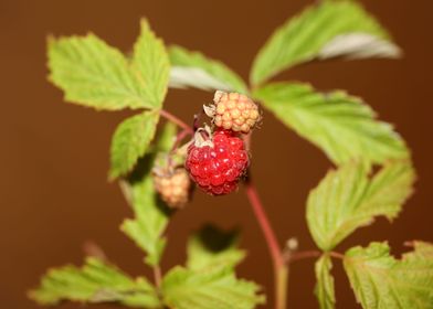 Red berry macro background