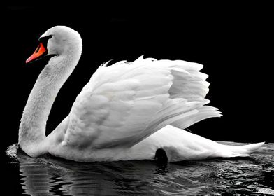 Swan