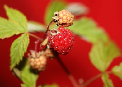 Rubus red fruit close up