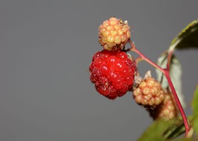 Rubus red fruit close up