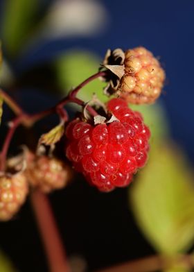 Rubus red fruit close up