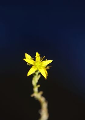 Yellow sedum flower macro