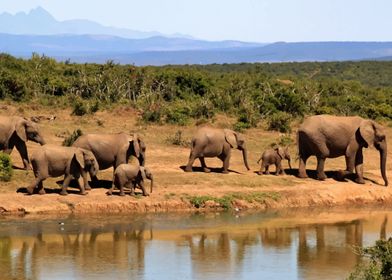 Elephants