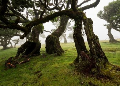 Fanal Fairy Forest Madeira