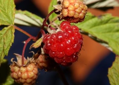 Red berry macro background