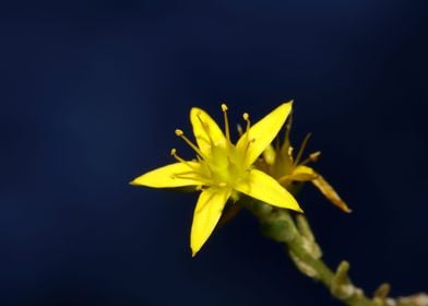 Yellow sedum flower macro