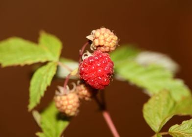 Red berry macro background