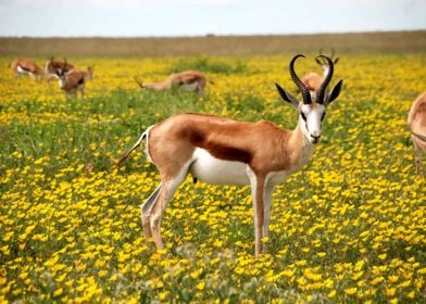 antelope