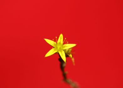 Yellow star flower blossom