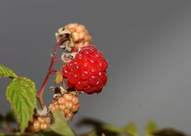 Red wild berry fruit macro