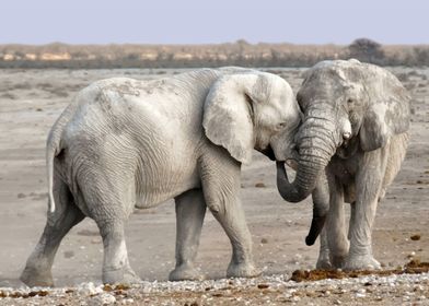 Elephants