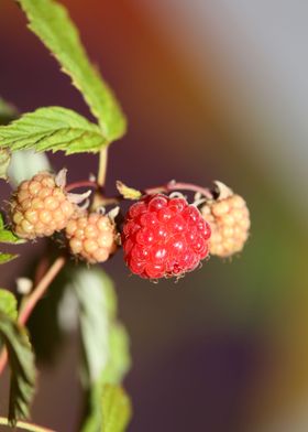 Red berry macro background