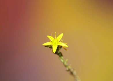 Yellow flower blossoming