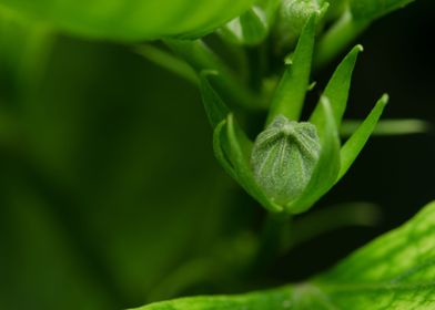 Hibiscus Bud