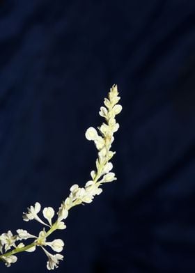 Fallopia flower close up