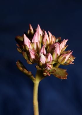 Wild rock flower blossom