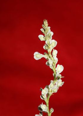 Fallopia flowering macro