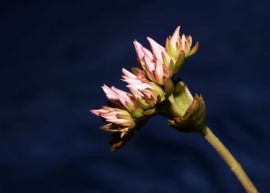 Sedum flower blossom macro