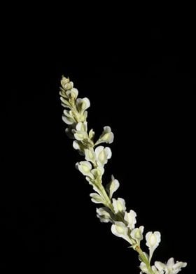 Fallopia flower close up