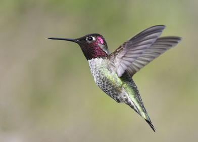 Hummingbird