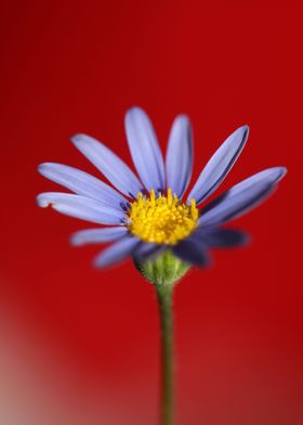 Star blue flower close up