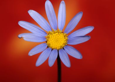 Star blue flower close up