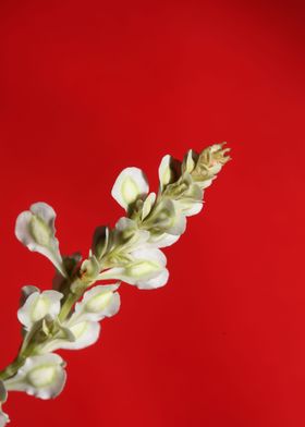 Fallopia flowering macro