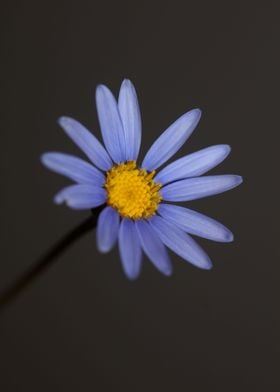 Blue star flower blossom