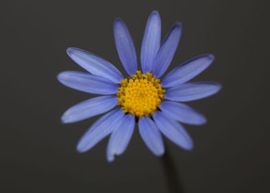 Blue star flower blossom