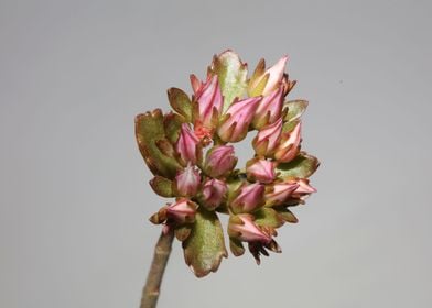 Flower blossoming close up