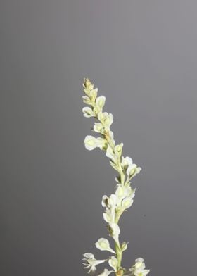 Fallopia flowering macro