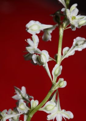 Fallopia flowering macro