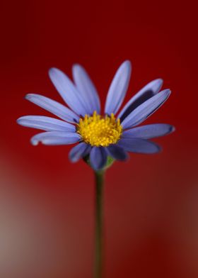 Star blue flower close up