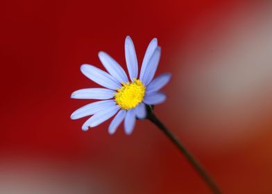 Star blue flower close up