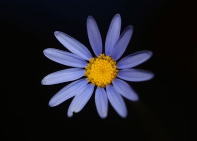 Blue star flower blossom