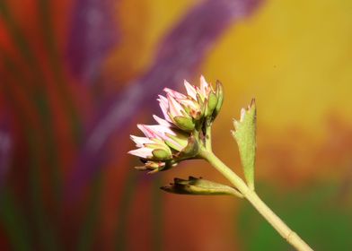 Flower blossoming close up